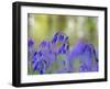 Bluebells, Blickling Great Wood, UK-Ernie Janes-Framed Premium Photographic Print