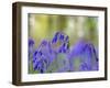 Bluebells, Blickling Great Wood, UK-Ernie Janes-Framed Photographic Print