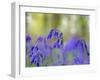 Bluebells, Blickling Great Wood, UK-Ernie Janes-Framed Photographic Print