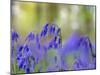 Bluebells, Blickling Great Wood, UK-Ernie Janes-Mounted Photographic Print