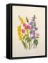 Bluebells, Broom, Herb Robert and other wild flowers-Ursula Hodgson-Framed Stretched Canvas