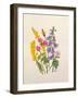 Bluebells, Broom, Herb Robert and other wild flowers-Ursula Hodgson-Framed Giclee Print