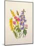 Bluebells, Broom, Herb Robert and other wild flowers-Ursula Hodgson-Mounted Giclee Print