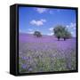 Bluebells, Dartmoor, Devon, England, United Kingdom, Europe-David Lomax-Framed Stretched Canvas