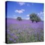 Bluebells, Dartmoor, Devon, England, United Kingdom, Europe-David Lomax-Stretched Canvas