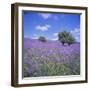 Bluebells, Dartmoor, Devon, England, United Kingdom, Europe-David Lomax-Framed Photographic Print