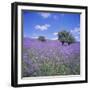 Bluebells, Dartmoor, Devon, England, United Kingdom, Europe-David Lomax-Framed Photographic Print