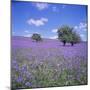 Bluebells, Dartmoor, Devon, England, United Kingdom, Europe-David Lomax-Mounted Photographic Print