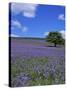 Bluebells, Dartmoor, Devon, England, United Kingdom-David Lomax-Stretched Canvas