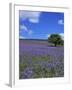 Bluebells, Dartmoor, Devon, England, United Kingdom-David Lomax-Framed Photographic Print