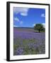 Bluebells, Dartmoor, Devon, England, United Kingdom-David Lomax-Framed Photographic Print