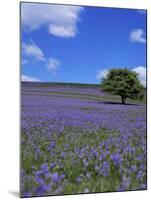 Bluebells, Dartmoor, Devon, England, United Kingdom-David Lomax-Mounted Photographic Print