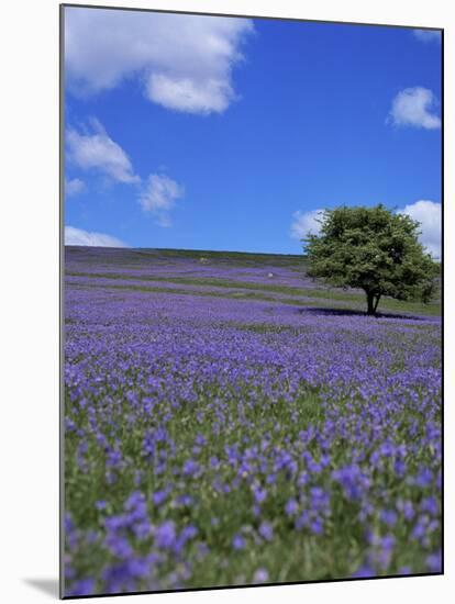 Bluebells, Dartmoor, Devon, England, United Kingdom-David Lomax-Mounted Photographic Print