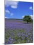 Bluebells, Dartmoor, Devon, England, United Kingdom-David Lomax-Mounted Photographic Print