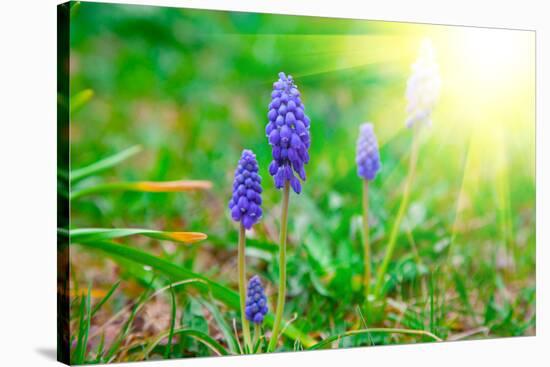 Bluebells Flower with Sunlight (Grape Hyacinth, Muscari Armeniacum)-motorolka-Stretched Canvas