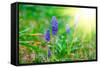 Bluebells Flower with Sunlight (Grape Hyacinth, Muscari Armeniacum)-motorolka-Framed Stretched Canvas