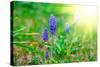 Bluebells Flower with Sunlight (Grape Hyacinth, Muscari Armeniacum)-motorolka-Stretched Canvas