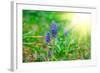 Bluebells Flower with Sunlight (Grape Hyacinth, Muscari Armeniacum)-motorolka-Framed Photographic Print