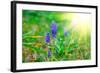 Bluebells Flower with Sunlight (Grape Hyacinth, Muscari Armeniacum)-motorolka-Framed Photographic Print