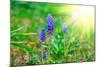 Bluebells Flower with Sunlight (Grape Hyacinth, Muscari Armeniacum)-motorolka-Mounted Photographic Print