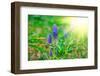 Bluebells Flower with Sunlight (Grape Hyacinth, Muscari Armeniacum)-motorolka-Framed Photographic Print
