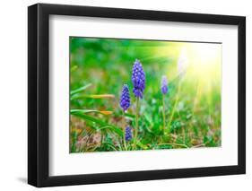 Bluebells Flower with Sunlight (Grape Hyacinth, Muscari Armeniacum)-motorolka-Framed Photographic Print