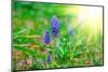 Bluebells Flower with Sunlight (Grape Hyacinth, Muscari Armeniacum)-motorolka-Mounted Photographic Print