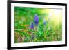 Bluebells Flower with Sunlight (Grape Hyacinth, Muscari Armeniacum)-motorolka-Framed Photographic Print