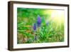 Bluebells Flower with Sunlight (Grape Hyacinth, Muscari Armeniacum)-motorolka-Framed Photographic Print