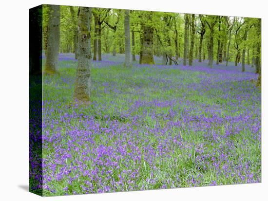 Bluebells Flowering in Beech Wood Perthshire, Scotland, UK-Pete Cairns-Stretched Canvas