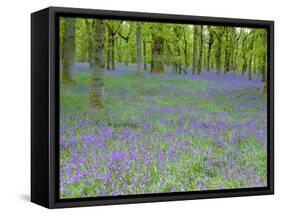 Bluebells Flowering in Beech Wood Perthshire, Scotland, UK-Pete Cairns-Framed Stretched Canvas