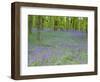 Bluebells Flowering in Beech Wood Perthshire, Scotland, UK-Pete Cairns-Framed Premium Photographic Print