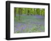 Bluebells Flowering in Beech Wood Perthshire, Scotland, UK-Pete Cairns-Framed Premium Photographic Print