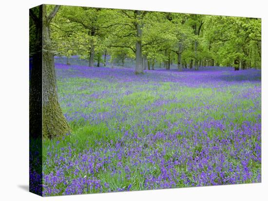 Bluebells Flowering in Beech Wood Perthshire, Scotland, UK-Pete Cairns-Stretched Canvas