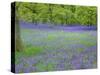 Bluebells Flowering in Beech Wood Perthshire, Scotland, UK-Pete Cairns-Stretched Canvas