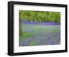 Bluebells Flowering in Beech Wood Perthshire, Scotland, UK-Pete Cairns-Framed Premium Photographic Print