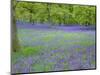 Bluebells Flowering in Beech Wood Perthshire, Scotland, UK-Pete Cairns-Mounted Premium Photographic Print