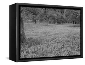 Bluebells Flowering in Beech Wood Perthshire, Scotland, UK-Pete Cairns-Framed Stretched Canvas