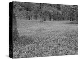 Bluebells Flowering in Beech Wood Perthshire, Scotland, UK-Pete Cairns-Stretched Canvas