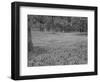 Bluebells Flowering in Beech Wood Perthshire, Scotland, UK-Pete Cairns-Framed Premium Photographic Print