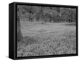 Bluebells Flowering in Beech Wood Perthshire, Scotland, UK-Pete Cairns-Framed Stretched Canvas