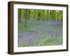 Bluebells Flowering in Beech Wood Perthshire, Scotland, UK-Pete Cairns-Framed Photographic Print