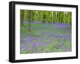 Bluebells Flowering in Beech Wood Perthshire, Scotland, UK-Pete Cairns-Framed Photographic Print