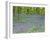 Bluebells Flowering in Beech Wood Perthshire, Scotland, UK-Pete Cairns-Framed Photographic Print