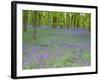 Bluebells Flowering in Beech Wood Perthshire, Scotland, UK-Pete Cairns-Framed Photographic Print