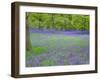 Bluebells Flowering in Beech Wood Perthshire, Scotland, UK-Pete Cairns-Framed Photographic Print