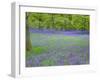 Bluebells Flowering in Beech Wood Perthshire, Scotland, UK-Pete Cairns-Framed Photographic Print