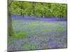 Bluebells Flowering in Beech Wood Perthshire, Scotland, UK-Pete Cairns-Mounted Photographic Print