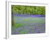 Bluebells Flowering in Beech Wood Perthshire, Scotland, UK-Pete Cairns-Framed Photographic Print