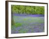 Bluebells Flowering in Beech Wood Perthshire, Scotland, UK-Pete Cairns-Framed Photographic Print